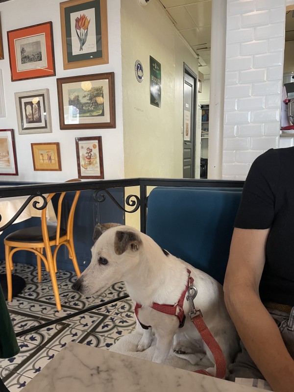 Ou manger à Lyon avec un chien ? Au Bel Avenir le restaurant pet friendly