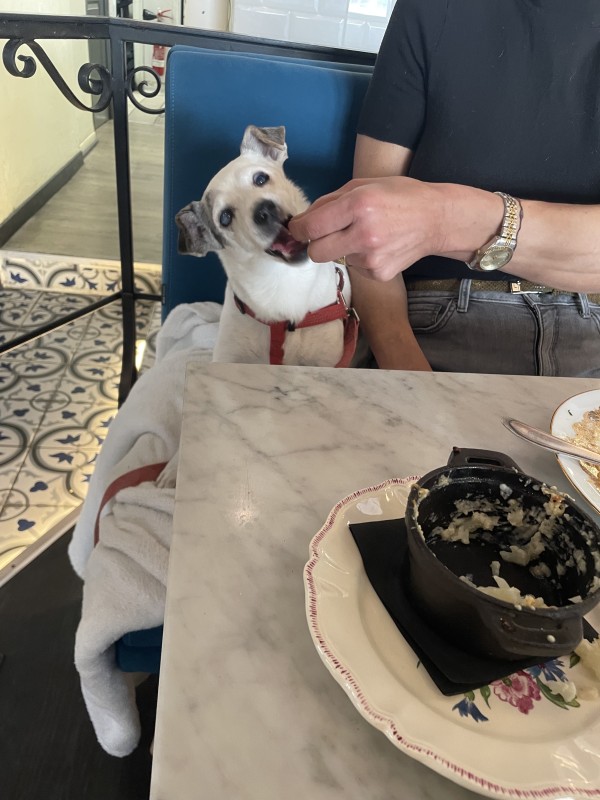 Ou manger à Lyon avec un chien ? Au Bel Avenir le restaurant pet friendly