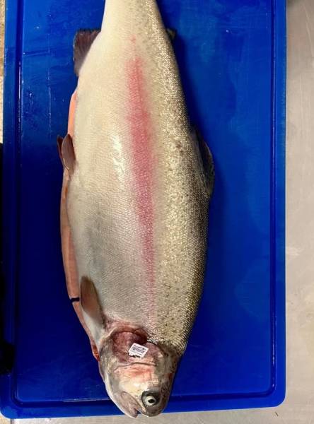 Au Bel Avenir, nous avons fait le choix de ne plus travailler le saumon